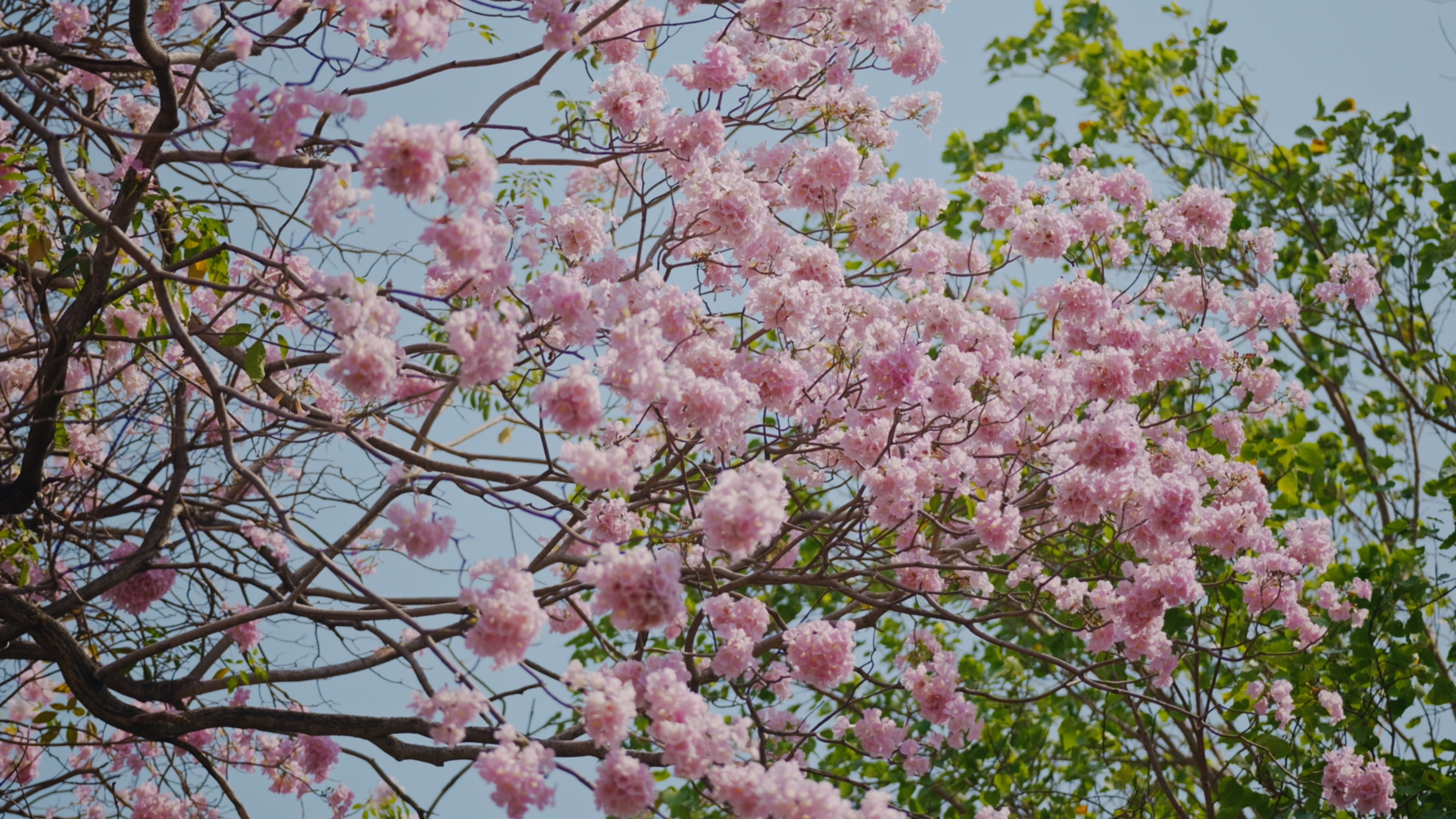ZEN STYLE BLOSSOM