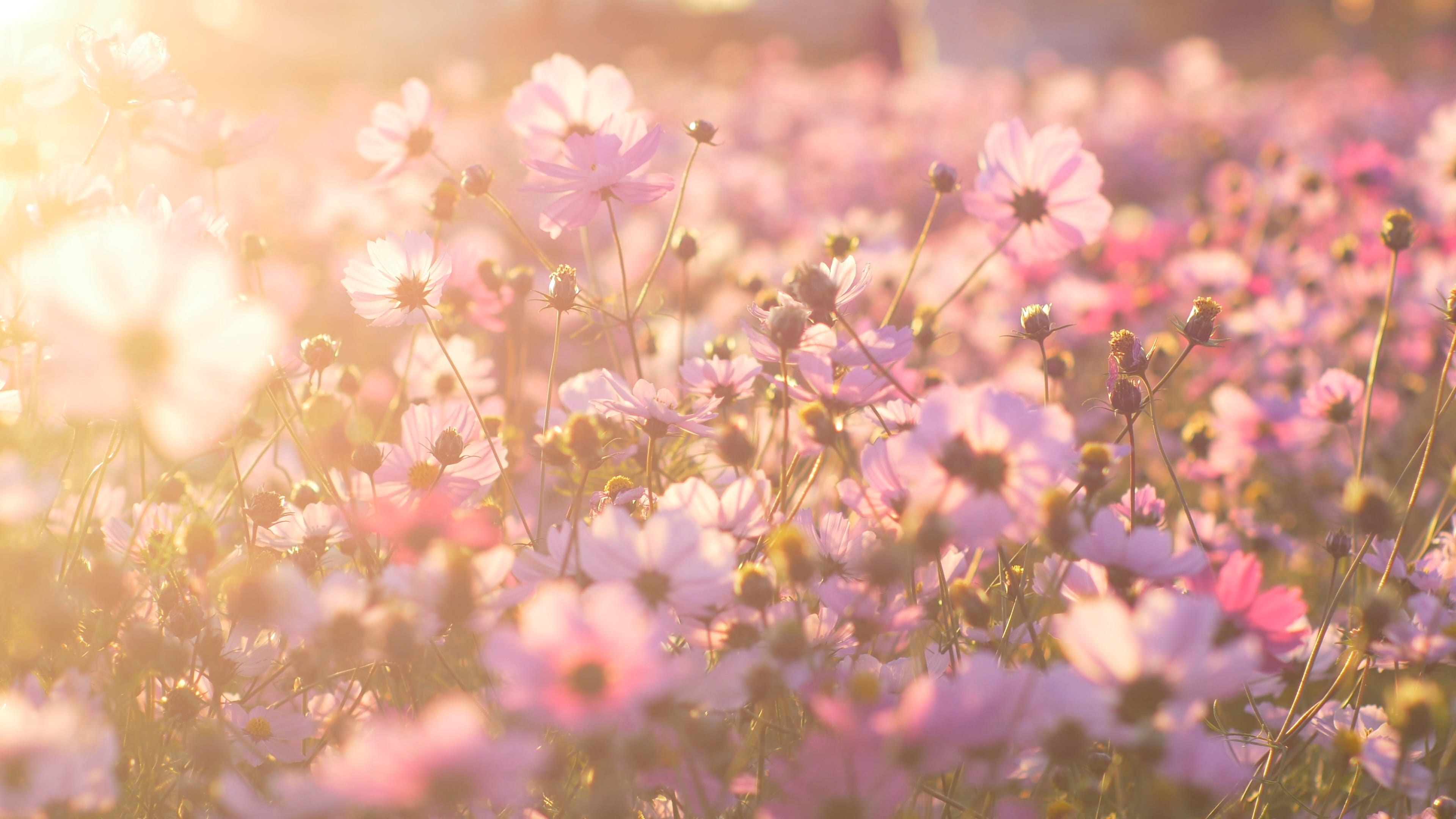 ZEN STYLE SPRING