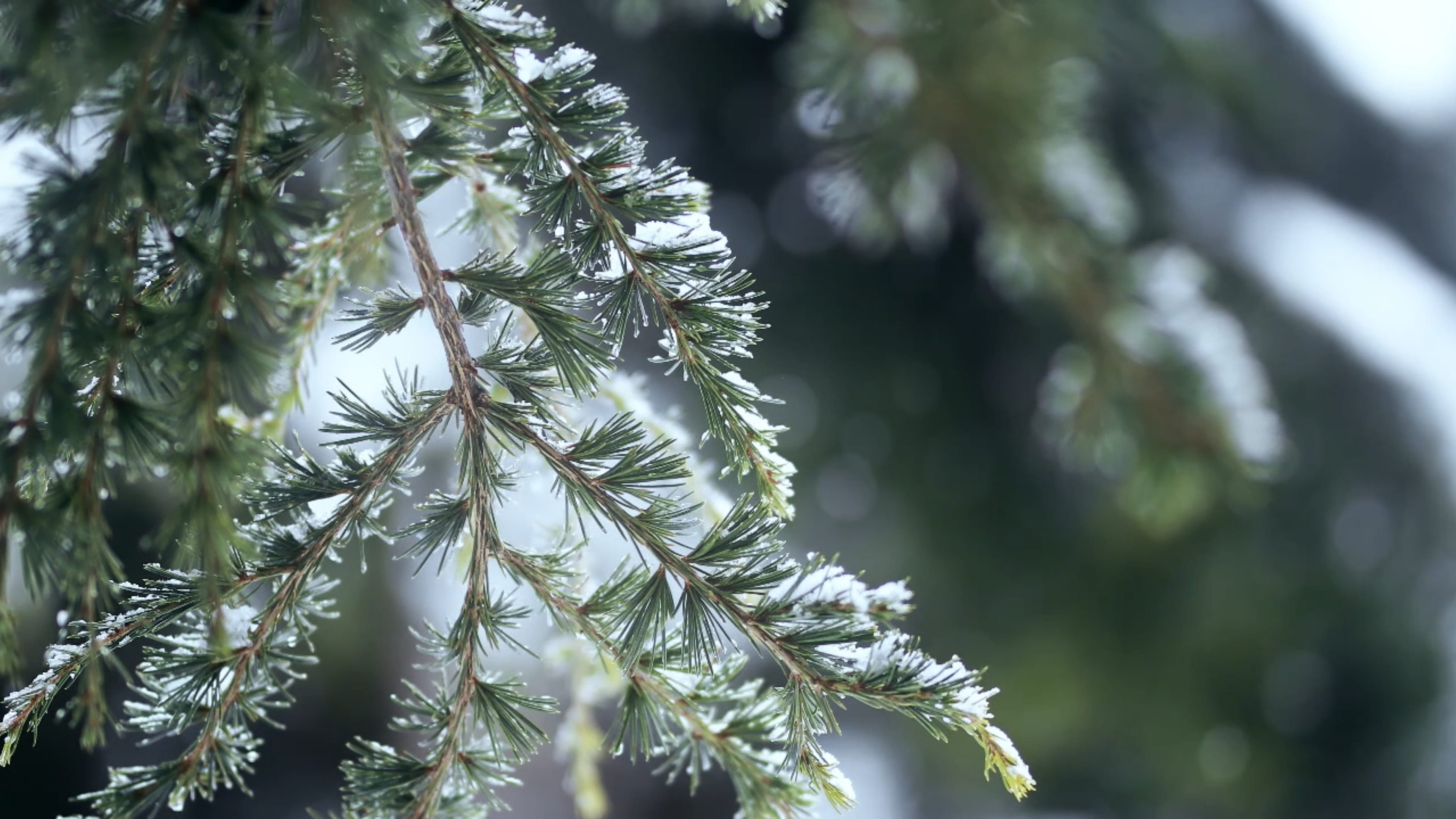 ZEN STYLE WINTER
