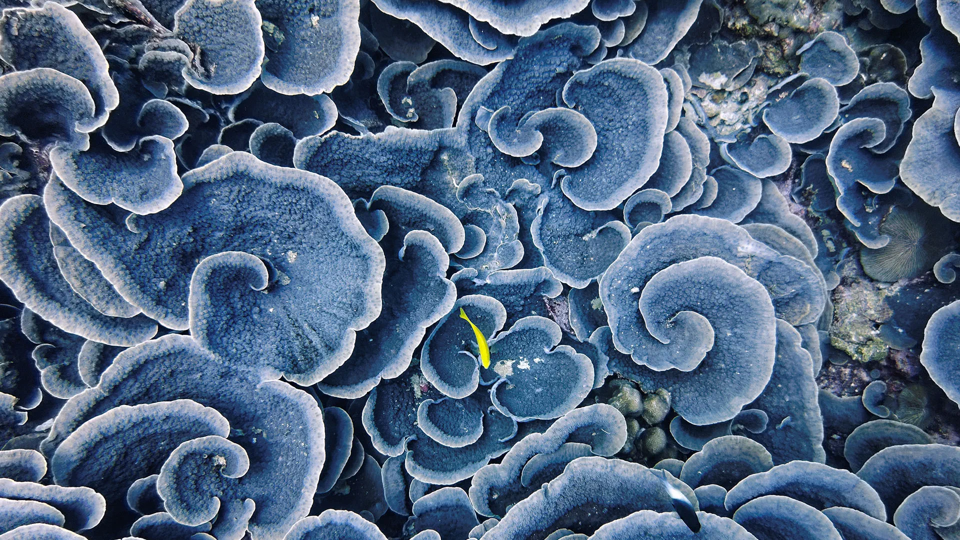 Coral reef