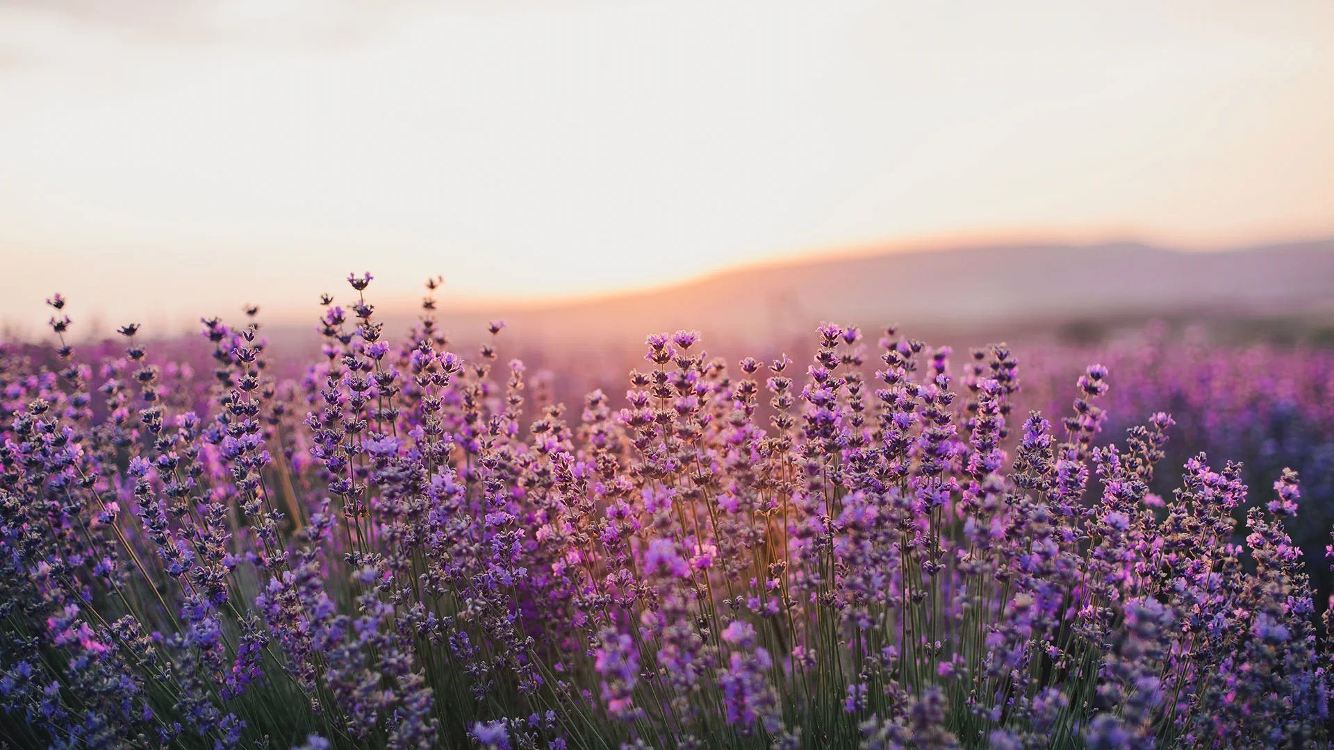 Lavender field